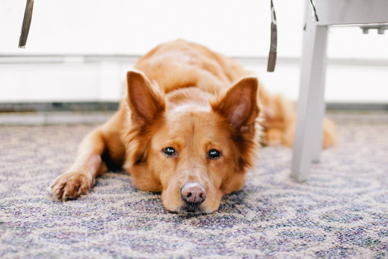 Golden dog lies on a patterned rug under a chair, looking toward the camera